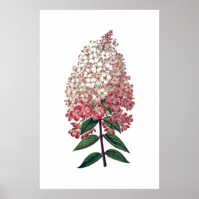 Pink-weiße Hydrangea-Poster Poster (Vorne)