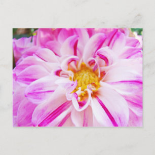 Pink White Dahlia Blume Postkarten Blumengarten