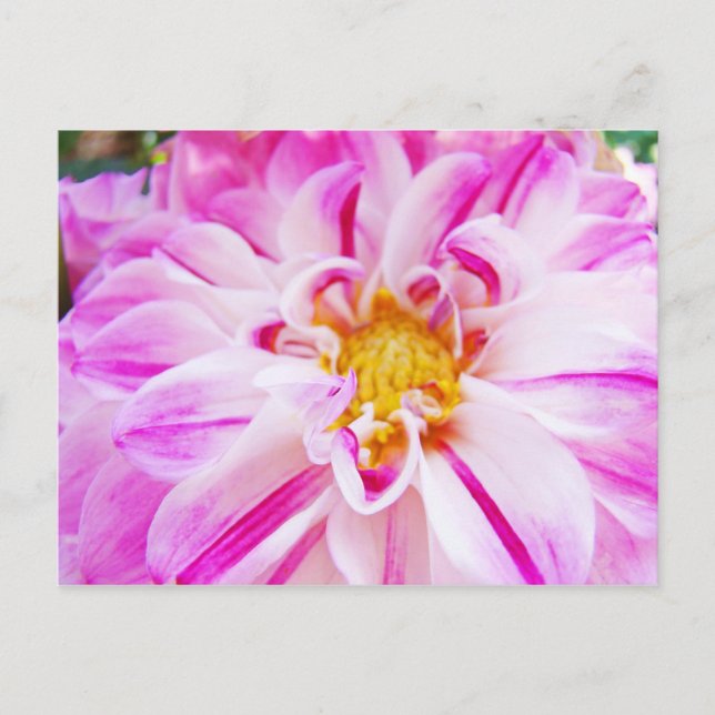 Pink White Dahlia Blume Postkarten Blumengarten (Vorderseite)