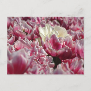 Pink White Tulips Muster DIY Postcard Postkarte