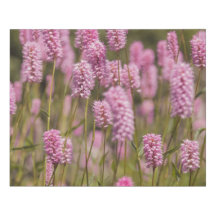 Pink-Wiese-Leinwand