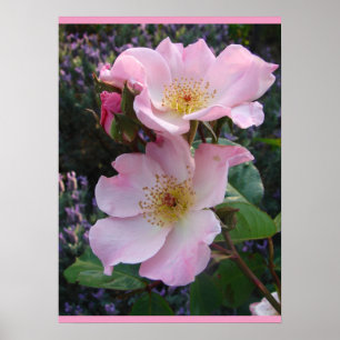 Pink Wild Rose Art Florenz Blume Foto Poster