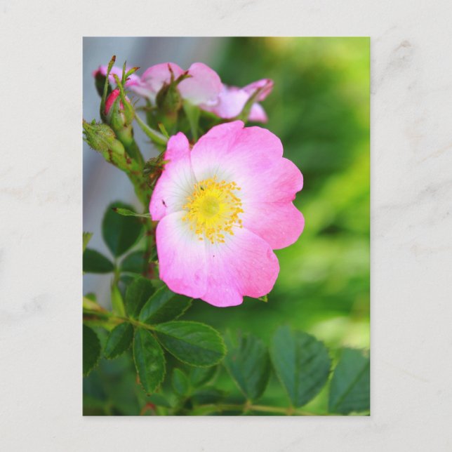 Pink Wild Tee Rose Blossom Postkarte (Vorderseite)