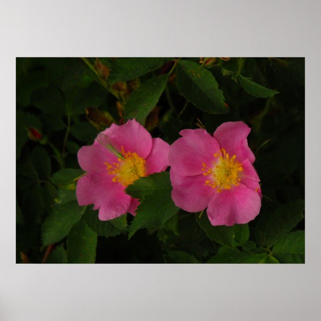 Pink Wilde Rose Blumenplakat Foto Poster (Vorne)