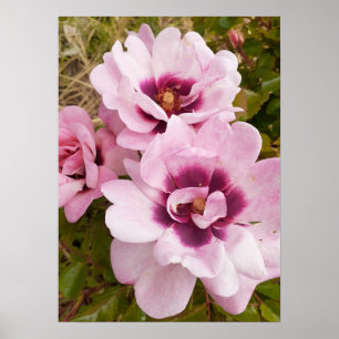 Pink Wilde Rose Rose Blumengarten Poster