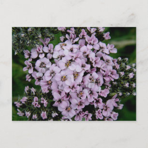 Pink Yarrow, Insel Unalaska Postkarte