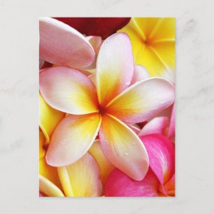 Pink Yellow Purple Plumeria Frangipani Flowers Postkarte