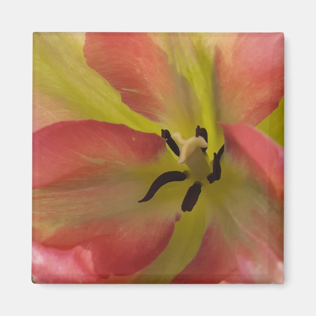 Pink & Yellow Tulip Magnet (Vorne)