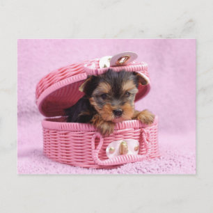 Pink Yorkie Postkarte