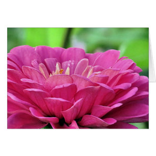Pink Zinnia