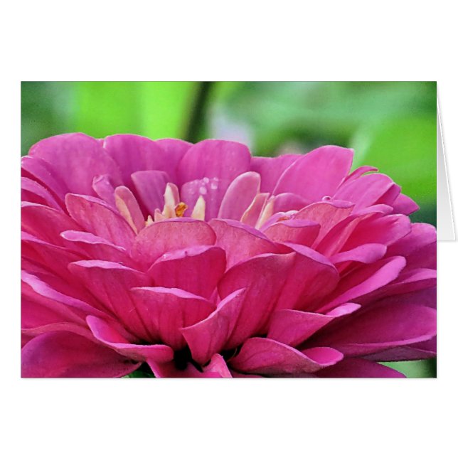 Pink Zinnia (Vorderseite (Horizontal))
