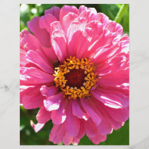Pink Zinnia