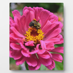 Pink Zinnia and Bumble bee Fotoplatte