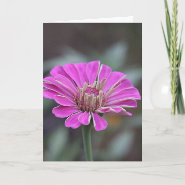 Pink Zinnia Blume Card 5 x 7 (innen leer) Dankeskarte (Vorderseite)