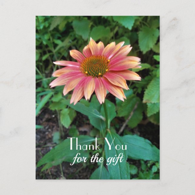 Pink Zinnia Blume Foto Danke mit Gruß Postkarte (Vorderseite)