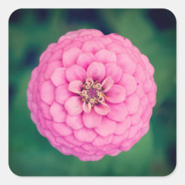 Pink Zinnia Blume Square Stickers