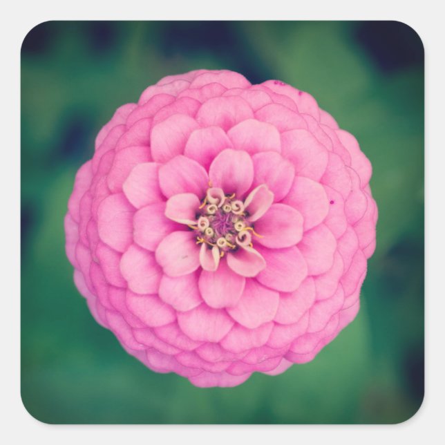 Pink Zinnia Blume Square Stickers (Vorderseite)