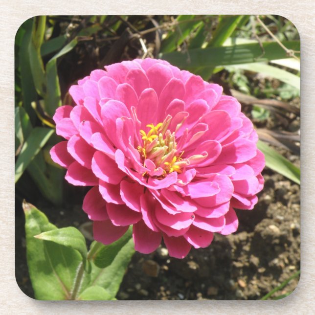 Pink Zinnia Cork Untersetzer (Vorderseite)