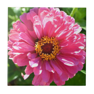 Pink Zinnia Fliese