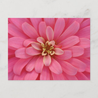 Pink Zinnia Flower Postcard Postkarte