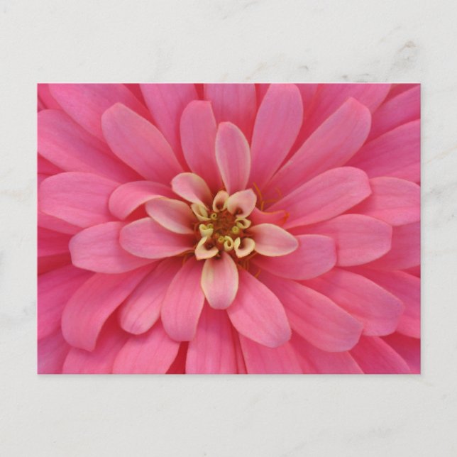 Pink Zinnia Flower Postcard Postkarte (Vorderseite)