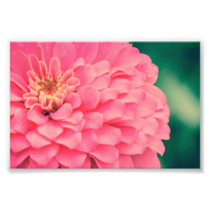 Pink Zinnia Fotodruck