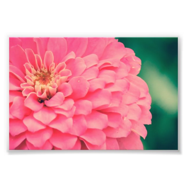 Pink Zinnia Fotodruck (Vorne)