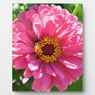 Pink Zinnia Fotoplatte
