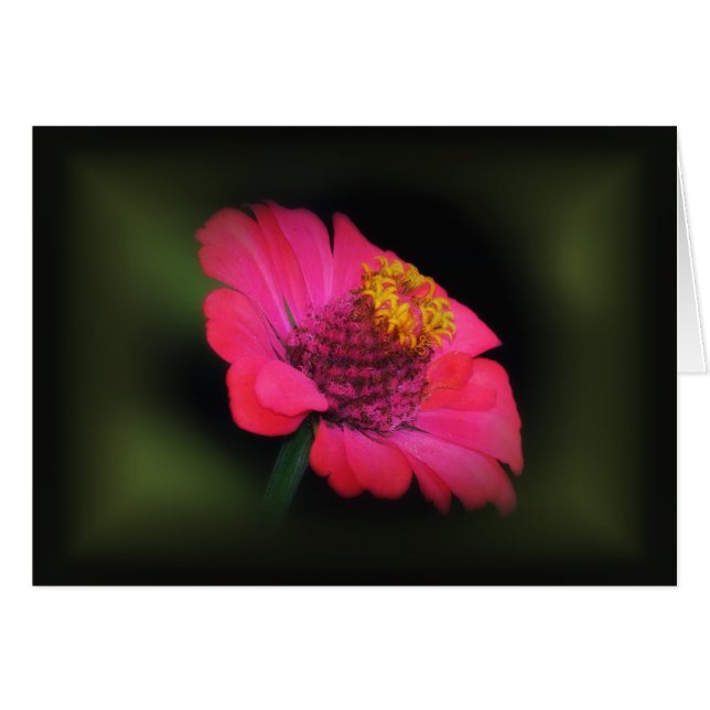 Pink Zinnia Glow (Vorderseite (Horizontal))