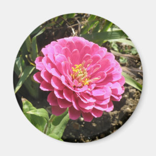 Pink Zinnia Magnet