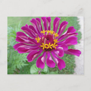 Pink Zinnia Postkarte
