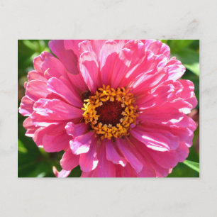 Pink Zinnia Postkarte