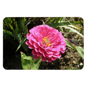 Pink Zinnia Premium Magnet