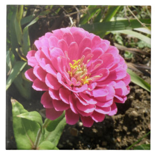 Pink Zinnia Tile Fliese