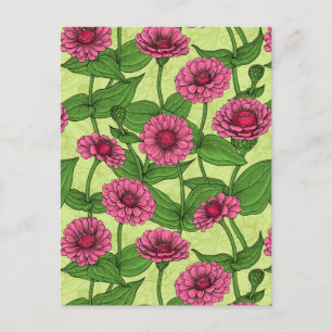 Pink Zinnias auf hellgrün Postkarte