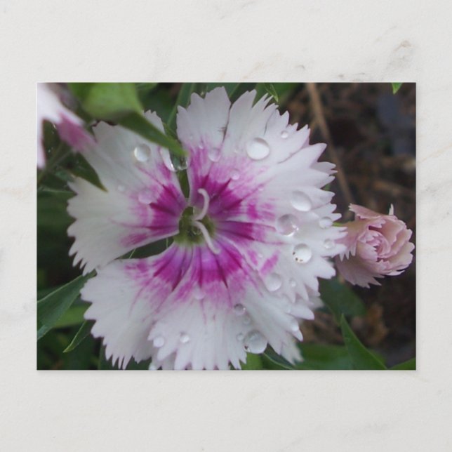 PINKDIANTHIE POSTKARTE (Vorderseite)