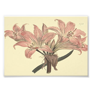 Pinke Belladonna-Lilie Botanische Illustration Fotodruck