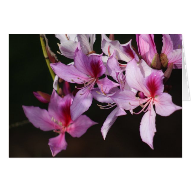 Pinke Blumen (Vorderseite (Horizontal))