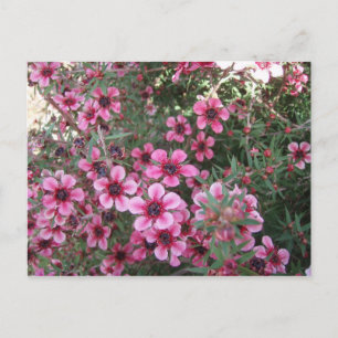 Pinke Blumen Postkarte
