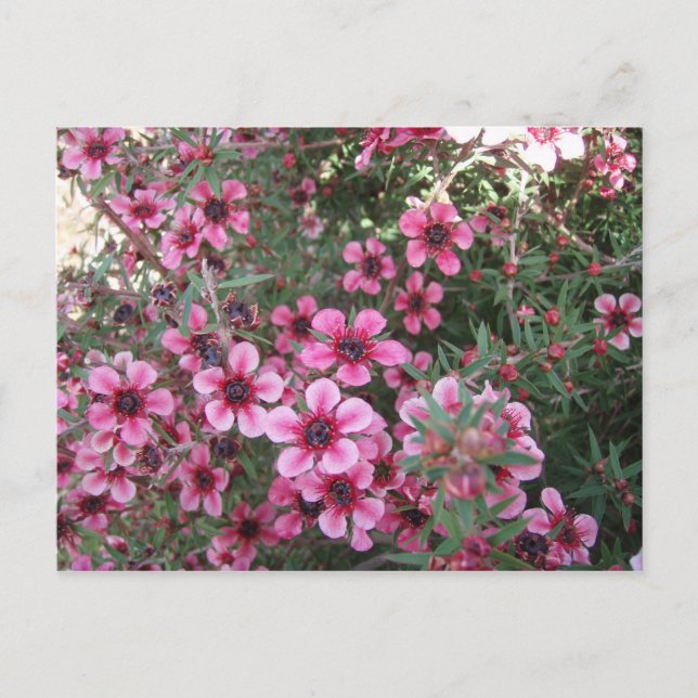 Pinke Blumen Postkarte (Vorderseite)
