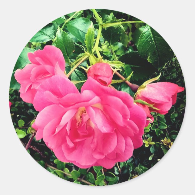 Pinke Blumen Runder Aufkleber (Vorderseite)