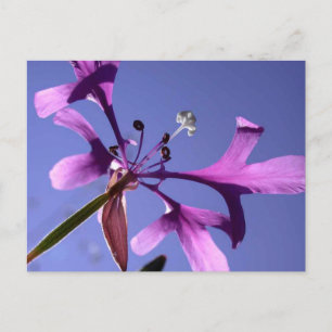 PINKFAIRIES POSTKARTE