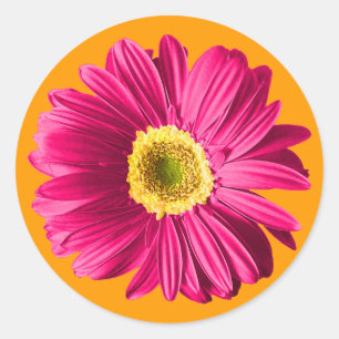 Pinkfarbene Gänseblümchen-Blume Runder Aufkleber