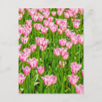 Pinkfarbene Tulpenfelder