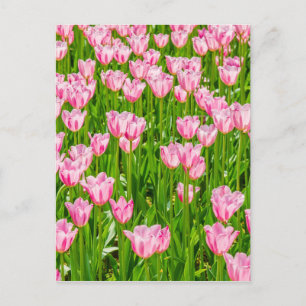 Pinkfarbene Tulpenfelder Postkarte