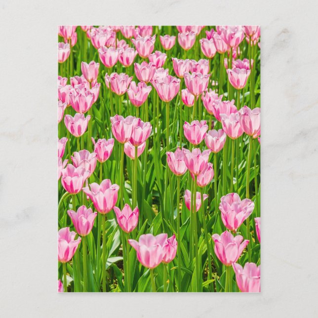 Pinkfarbene Tulpenfelder Postkarte (Vorderseite)