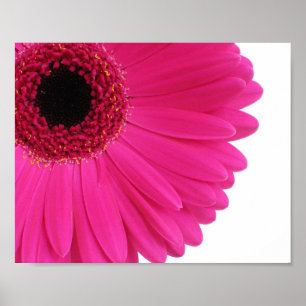 Pinkgerbera-Gänseblümchen-Nahaufnahme Poster