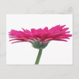 Pinkgerbera-Gänseblümchen Postkarte
