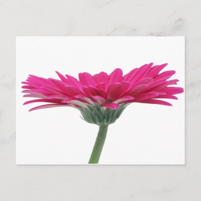 Pinkgerbera-Gänseblümchen Postkarte (Vorderseite)
