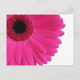 PinkGerbera Postkarte